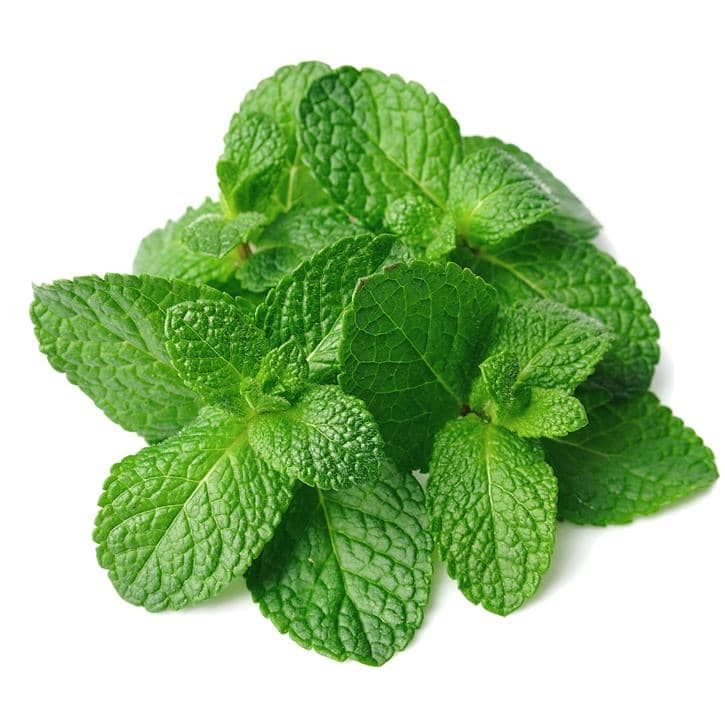 Menthe