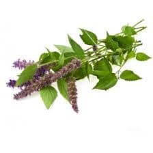 Menthe Pouliot